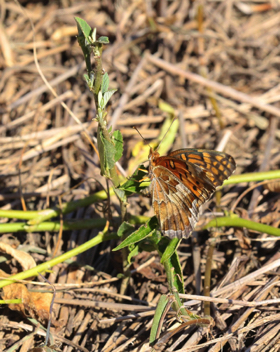 Variegated Fritillary ovipositing